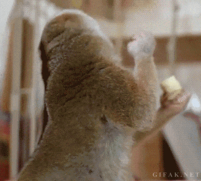 136370720_0.gif