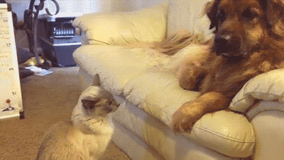 1457078508164855772.gif