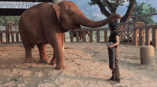 980x (2).gif