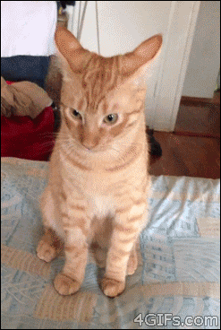file-2.gif