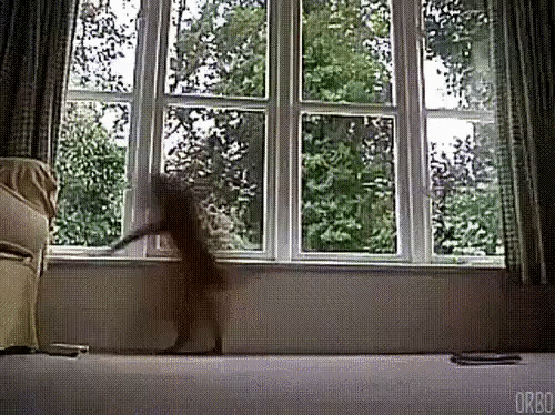 image_1_.gif