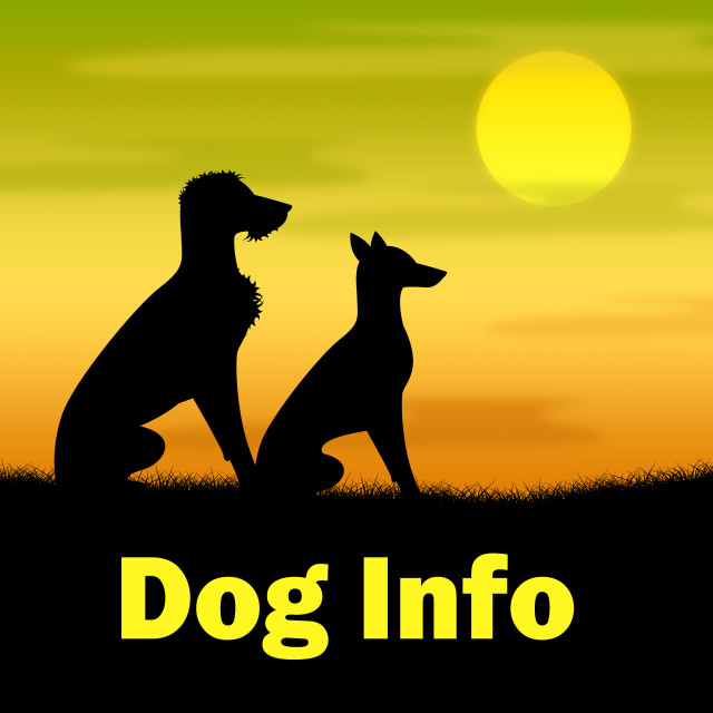 infodog.jpg