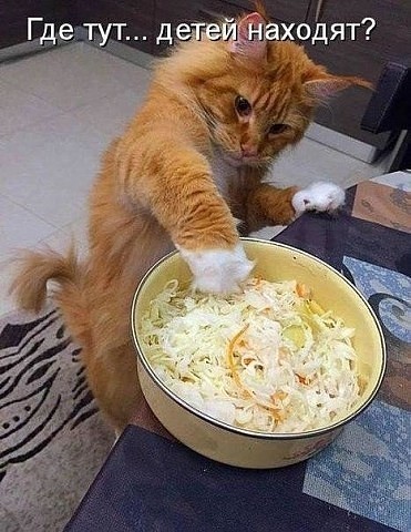 Kapusta.jpg