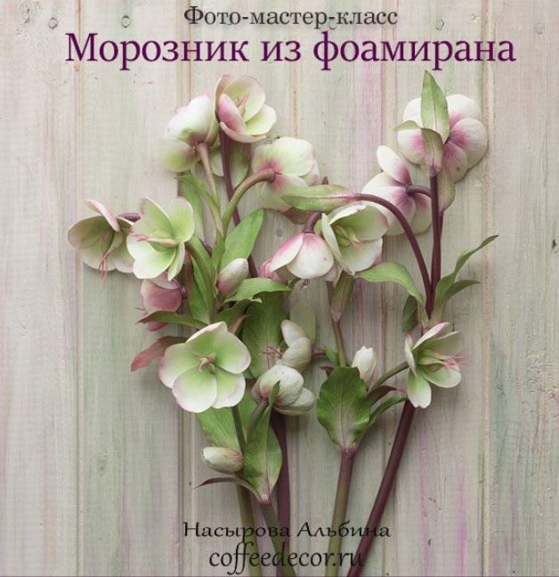 морозник.JPG