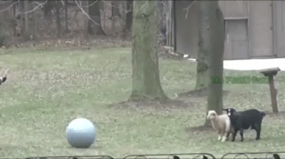 NiT.gif