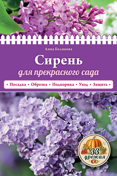 сирень.jpg