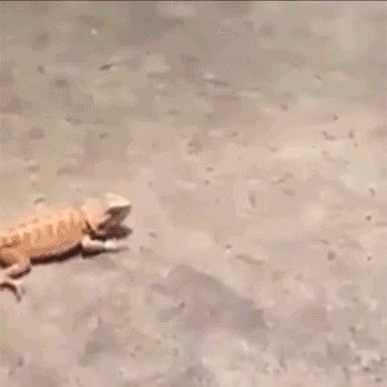 SIyMeYk.gif