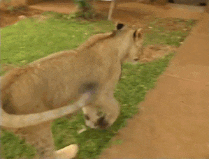 tumblr_o2st6hHmtW1rn7bzro1_400.gif