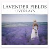 lavenderfields_grande.jpg