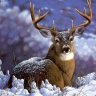 Deer-man