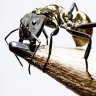 antz13