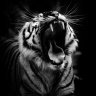 Tigra_Polosataya