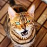 Simeow