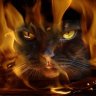 КотоМяу