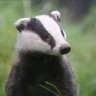 Tanuki77