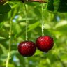 CherryLady