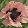 Amapola