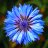 KnapWeed