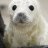 seal1979